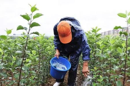 苹果树五月中旬施肥怎么施