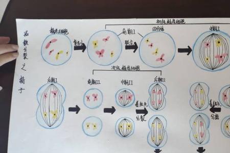 细胞增殖等同于细胞分裂吗