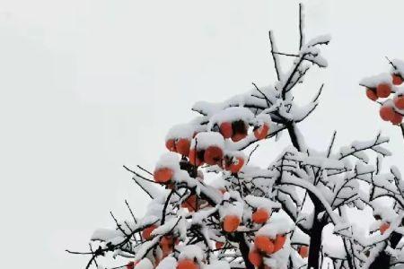 醉色染红颜晚来天欲雪的意思