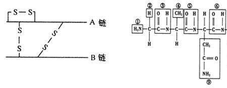 多肽链的书写方式