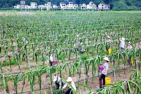 浙江火龙果种植方法