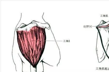 三角肌前束和中束间有个坑