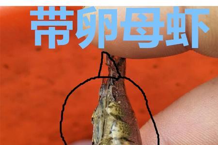 河虾和海虾结构有什么区别