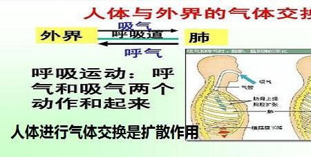 什么是维持气体交换的重要条件