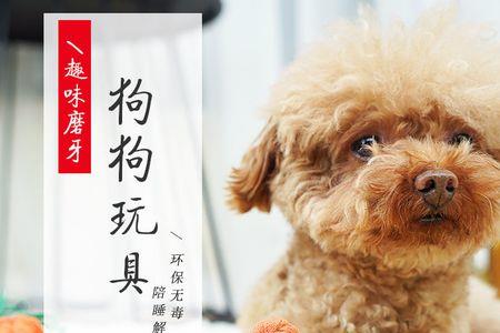 金毛幼犬和泰迪幼犬区别