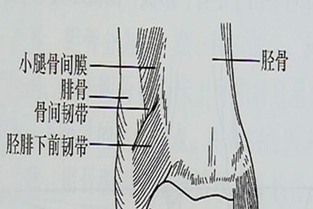 腕踝是指哪里