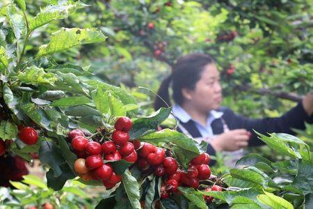 樱桃全国种植面积