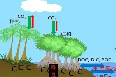 中国主要的生态系统类型有哪些