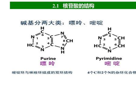 组成单核苷酸的化学物质