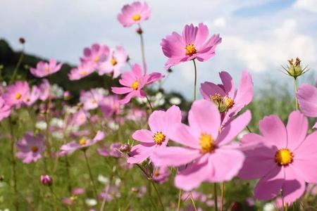 格桑花什么时候枯萎