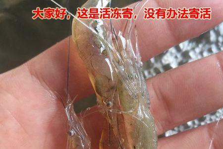 野生河 虾最早几月钓