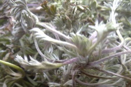 棉茵陈和木棉花区别