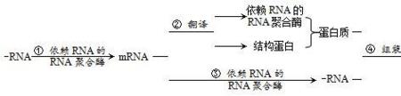 核糖体的组成成分中有trna和mrna吗