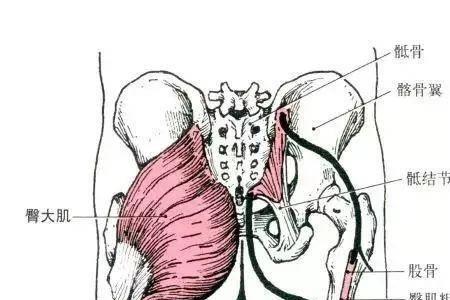 臀中肌和臀大肌分界线有一条沟