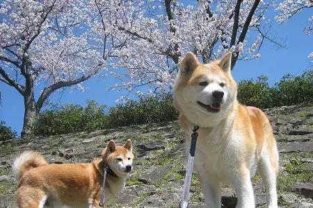 萨摩耶和柴犬哪个是微笑的天使