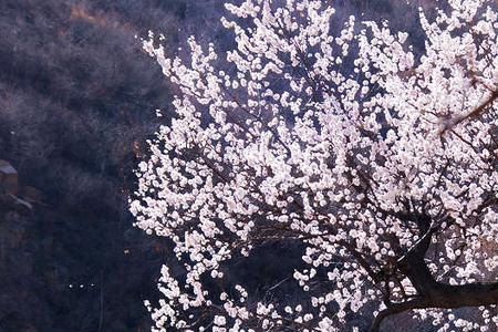 杏花带雨什么意思