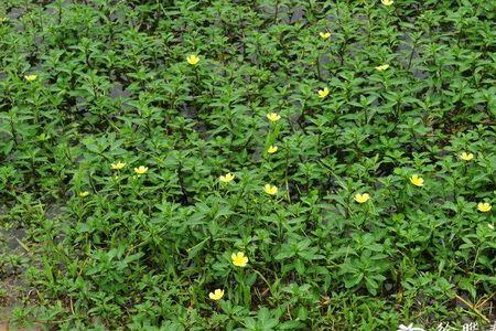 水龙花是什么品种