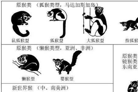 猿的叫声怎么用文字形容