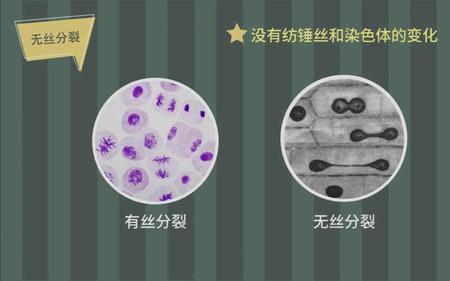 原核生物能进行无丝分裂吗