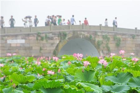 杭州西湖荷花开多久