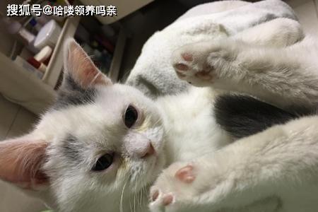 猫咪吐痰和吐唾沫哪个好