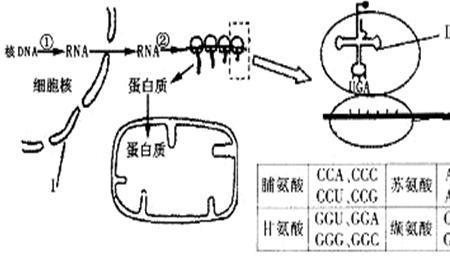 细胞质基因是由母本控制的吗