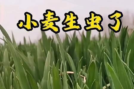 小麦收后多久生虫