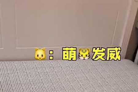 猫咪一直跺脚怎么回事