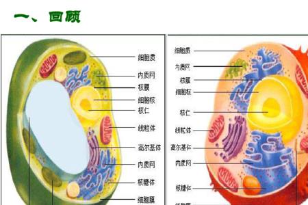 非细胞生物包括什么