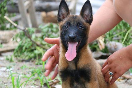 血统马犬和普通马犬的区别