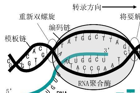 rna的基本骨架