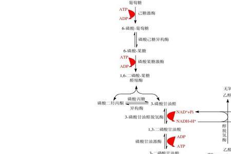 糖酵解三个关键反应