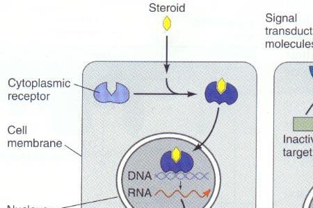 信息分子包括什么