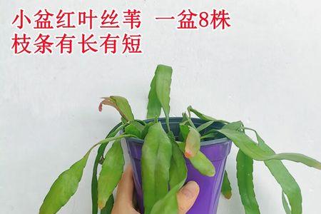 苇8麦种介绍