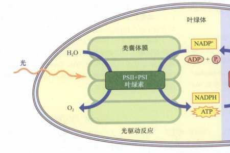 达尔文循环实验用的是什么植物