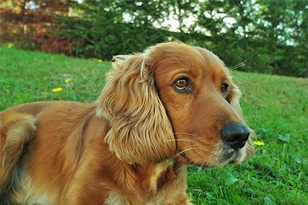 可卡犬成年有多少斤