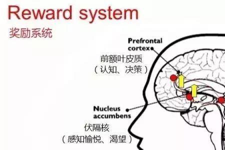 行走的多巴胺什么意思