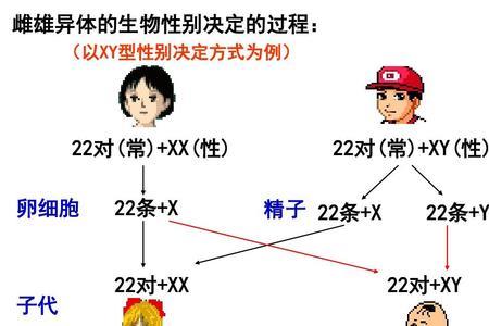 染色体和基因有什么区别