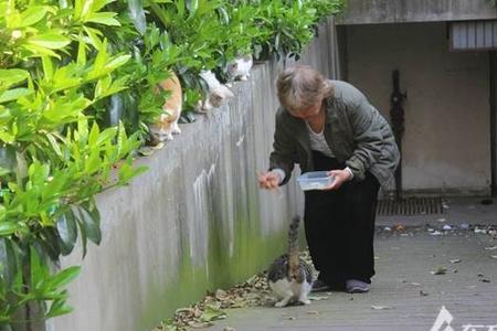 投喂流浪猫要承担的责任