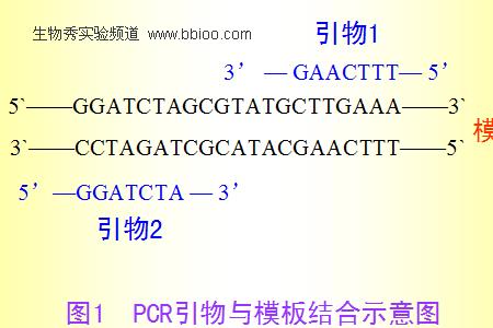 西格玛键为什么能单独形成