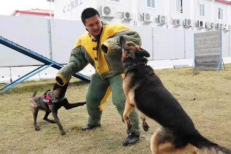 怎么当上北京市警犬训导员