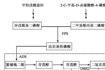 叶绿素前体物质