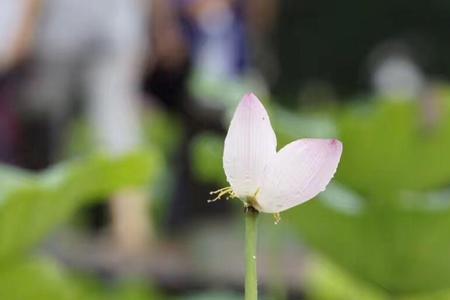 听雨是一种心情赏花是一种情调