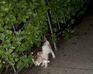 为什么下雨猫会一直叫