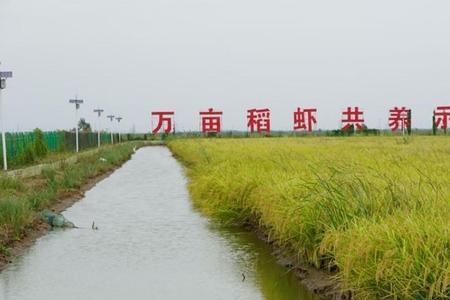 北京周边为什么不种水稻