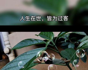 人生皆过客下一句是什么