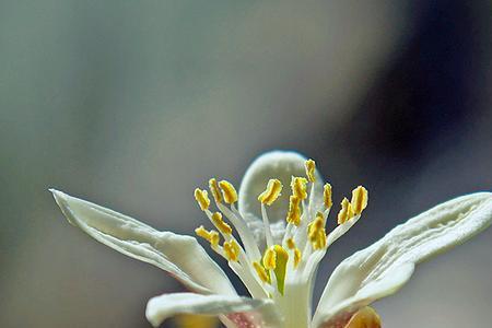 橘子花是什么