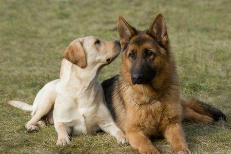 拉布拉多和牧羊犬哪个聪明