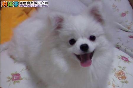 银狐犬尾巴卷吗