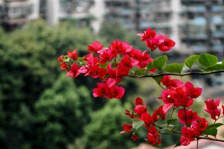 红壤适合种什么花